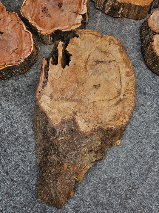 Oak Cookie with hollow side.