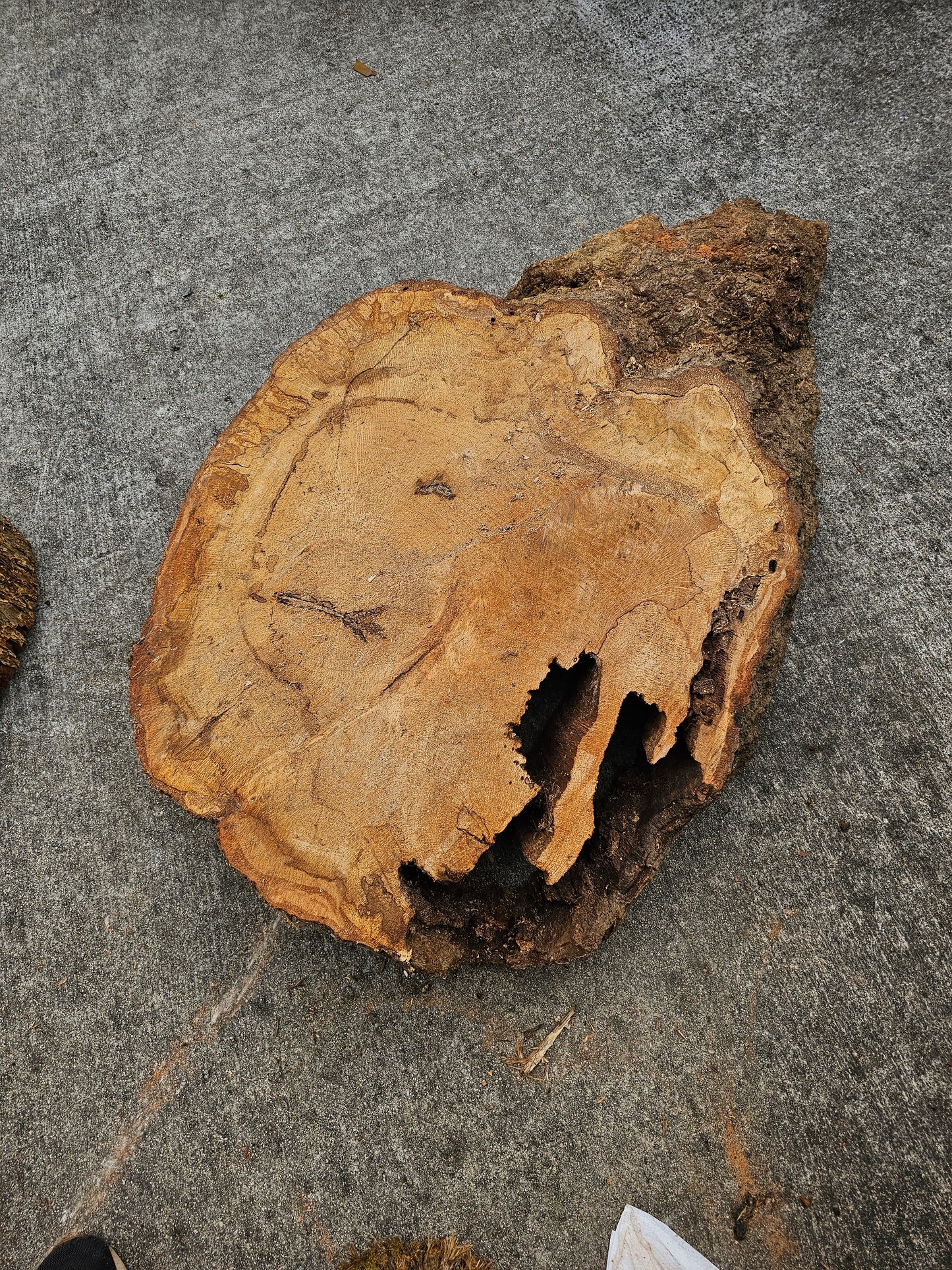 Oak Cookie with hollow side.