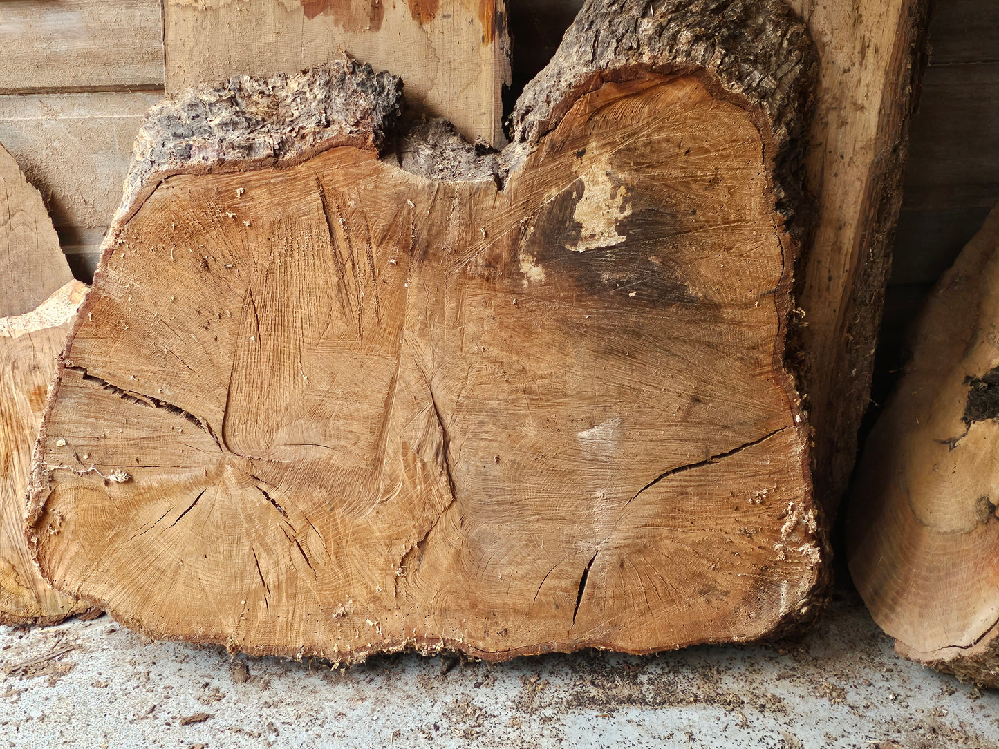 Red OAK "Bread" Stump