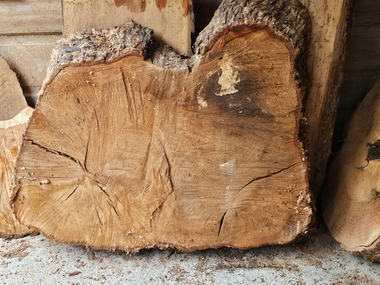Red OAK "Bread" Stump