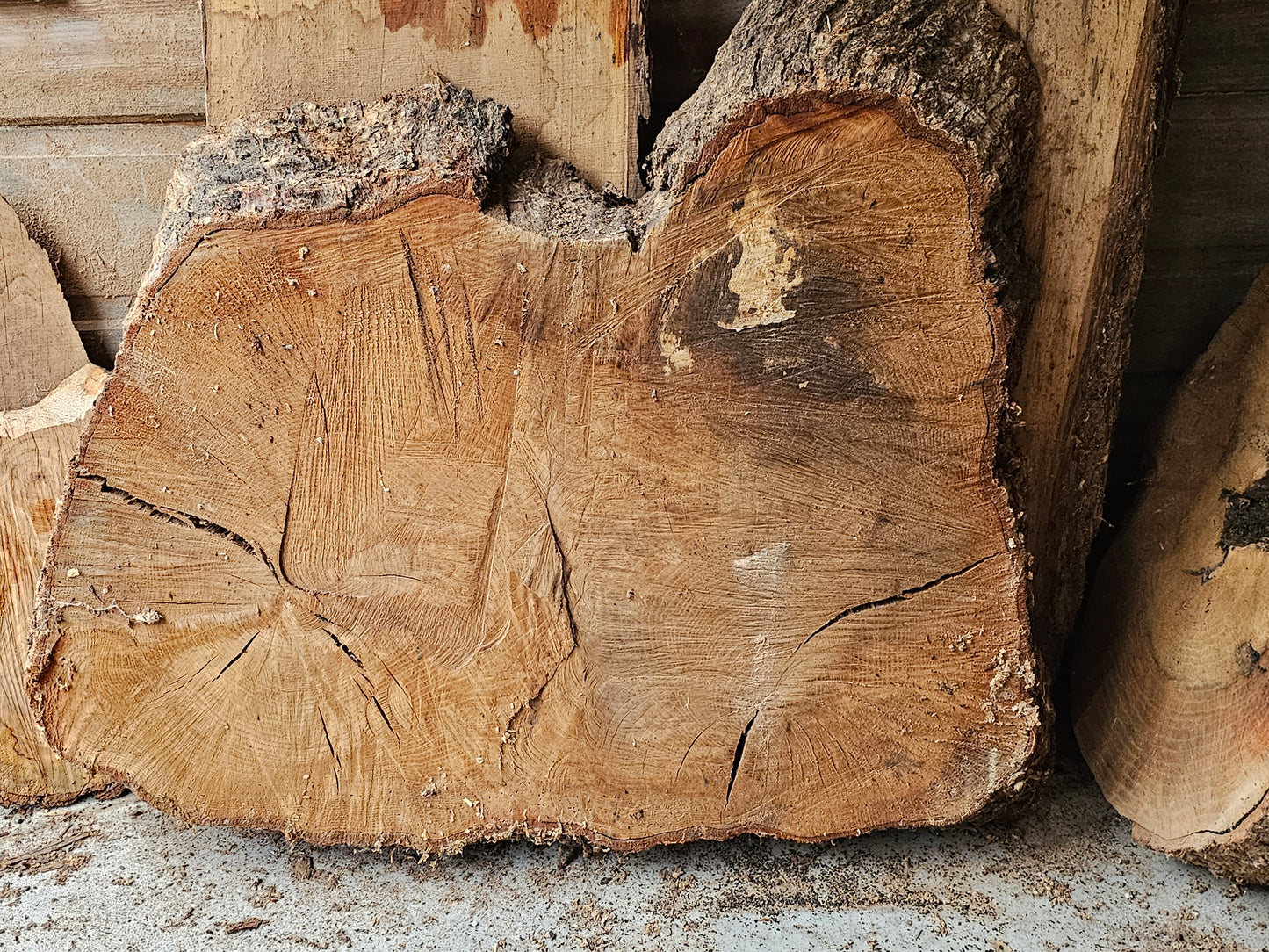 Red OAK "Bread" Stump
