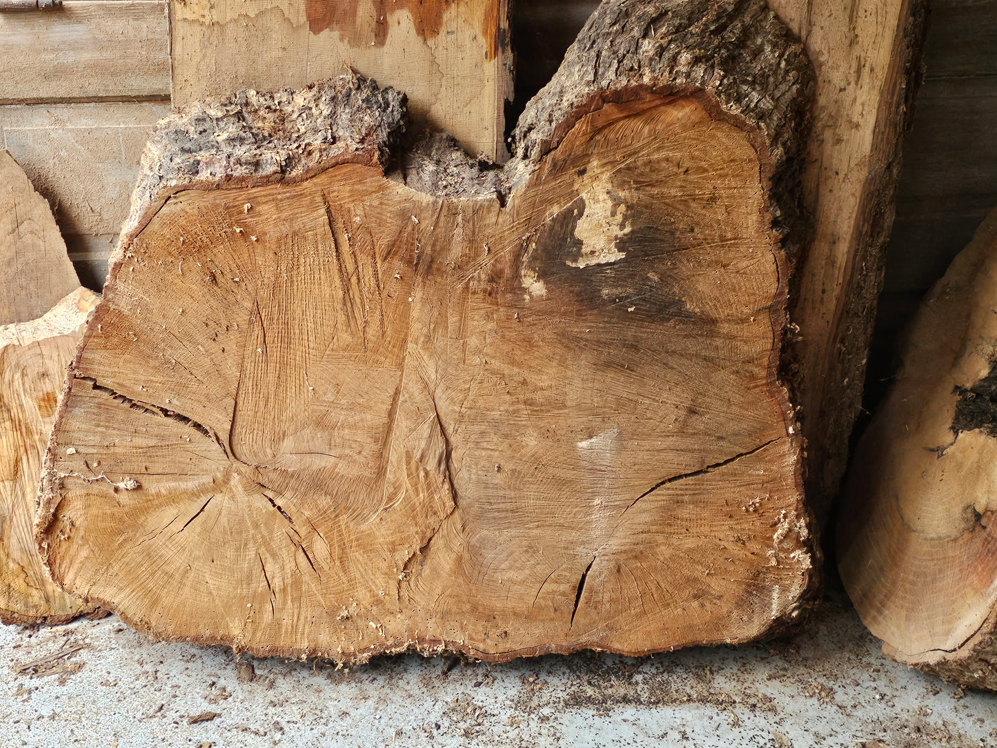 Red OAK "Bread" Stump