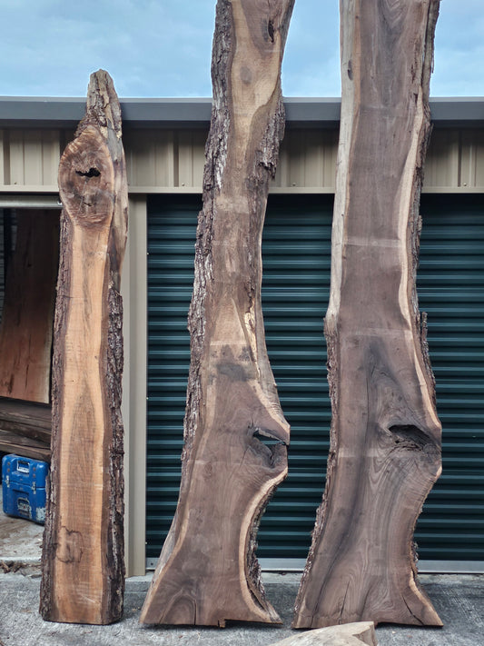 Black Walnut Misc. B