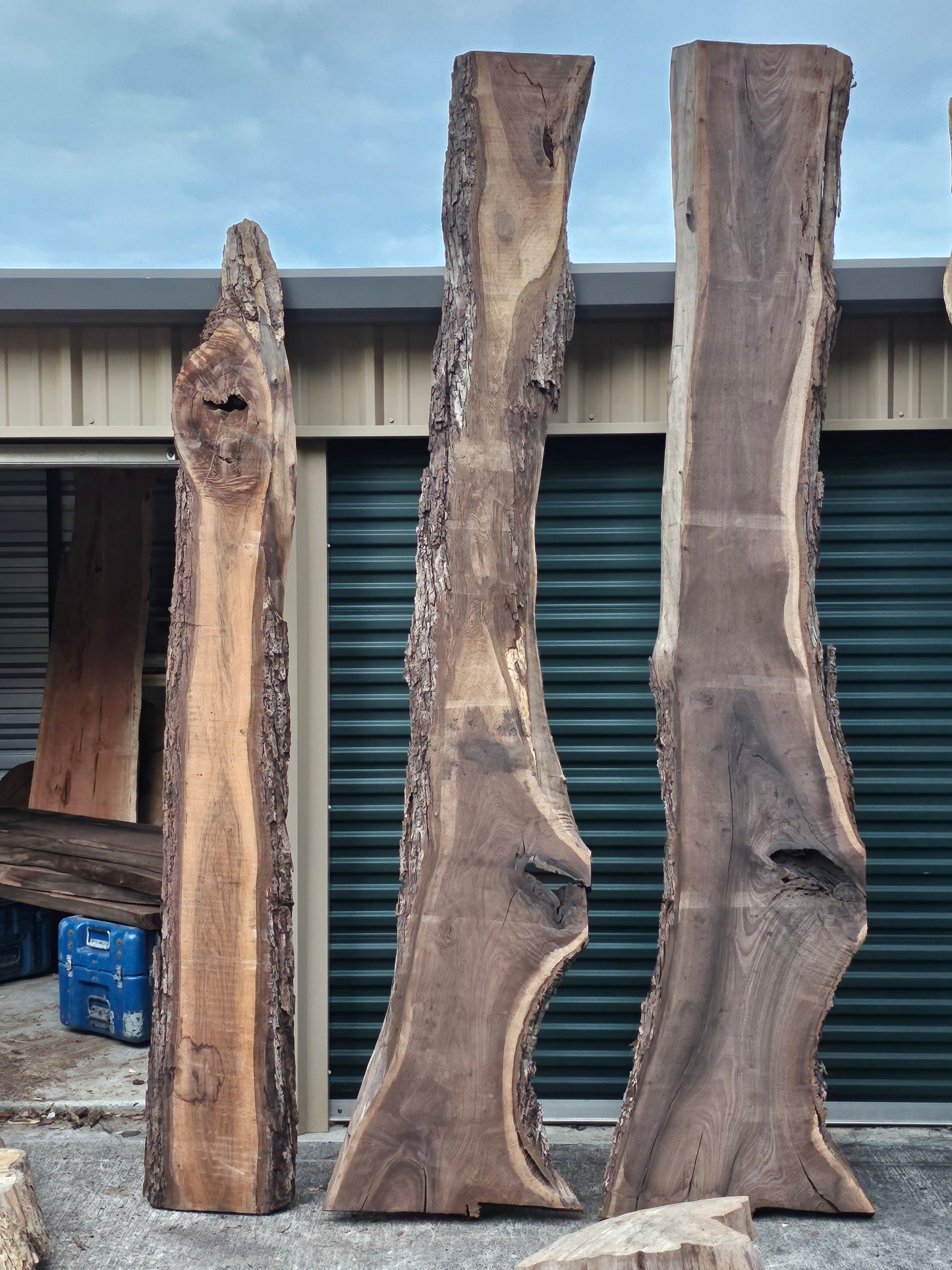 Black Walnut Misc. B