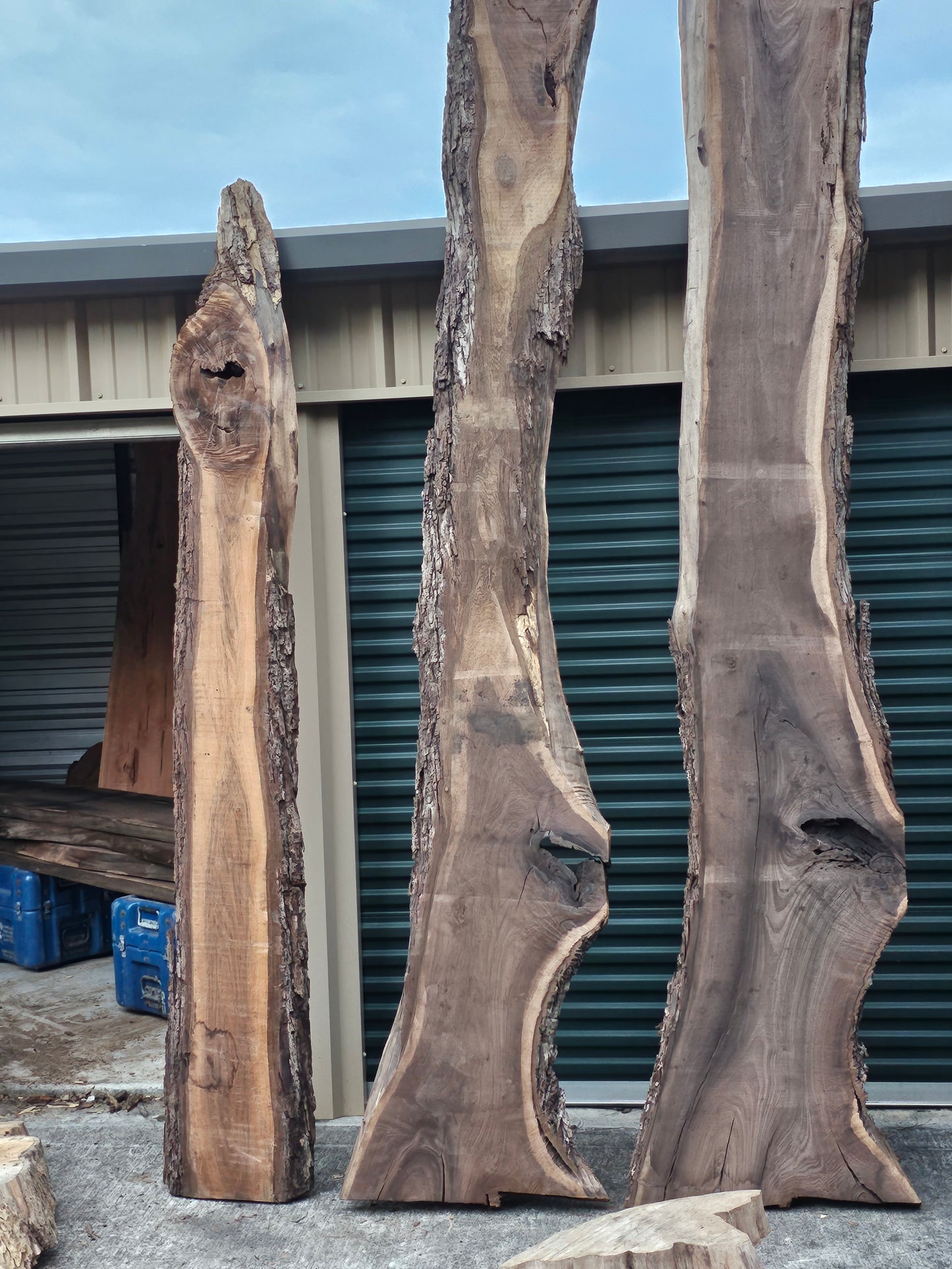 Black Walnut Misc. B